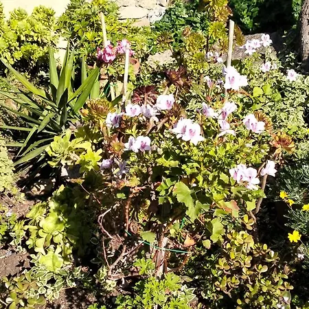 Rosmarino Appartamento